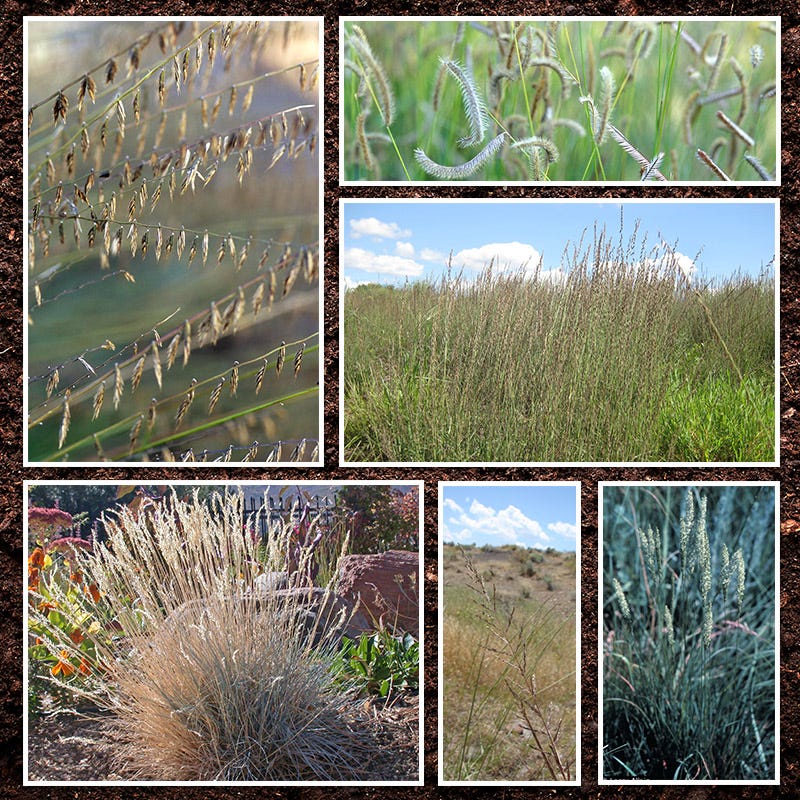 Midwest Native Grass Seed Mix