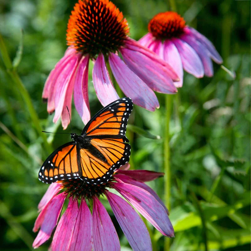 Midwest Pollinator Wildflower Seed Mix - Image 2
