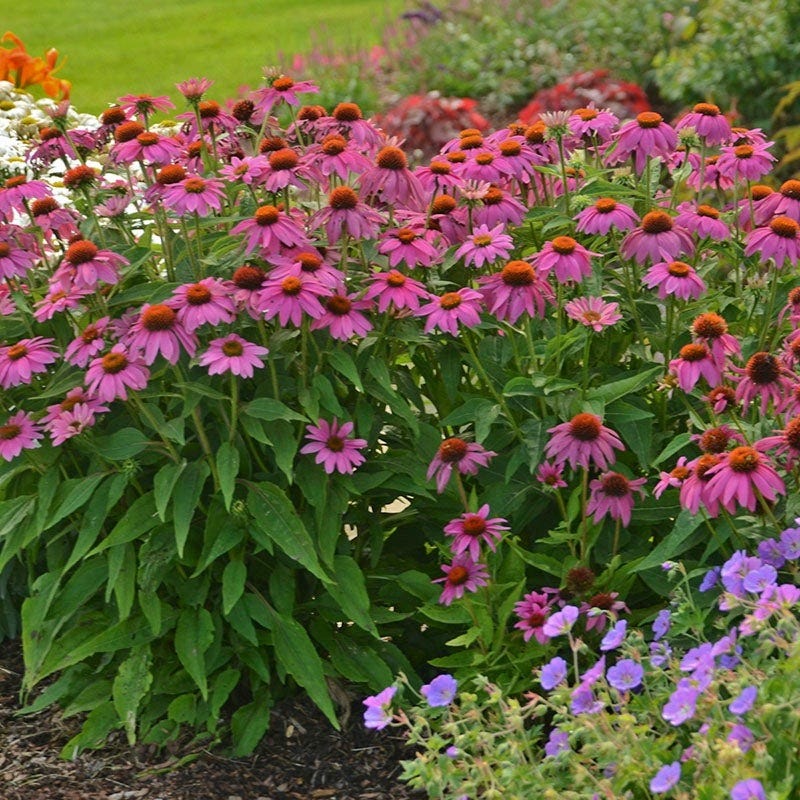 Monarch Magnet Pre-Planned Garden - Image 7