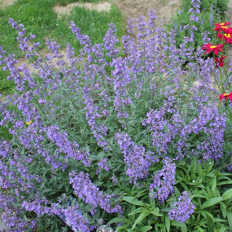 Monarch Magnet Pre-Planned Garden - Image 9