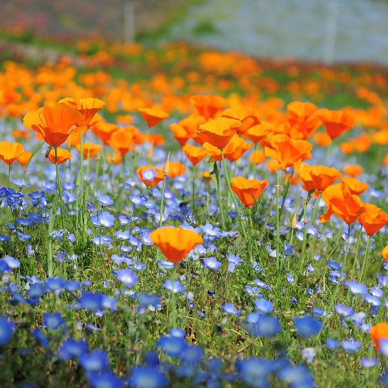 Native Pacific Northwest Wildflower Seed Mix