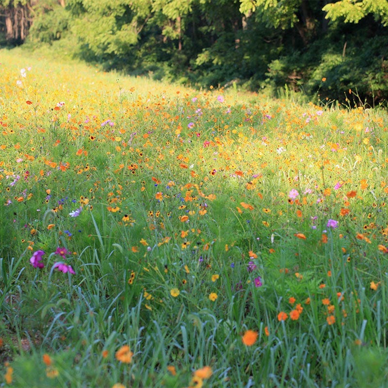 North Carolina Select Wildflower Seed Mix - Image 2