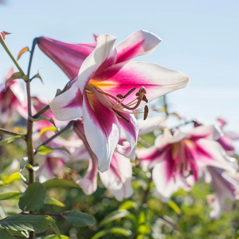 Silk Road Orienpet Lily