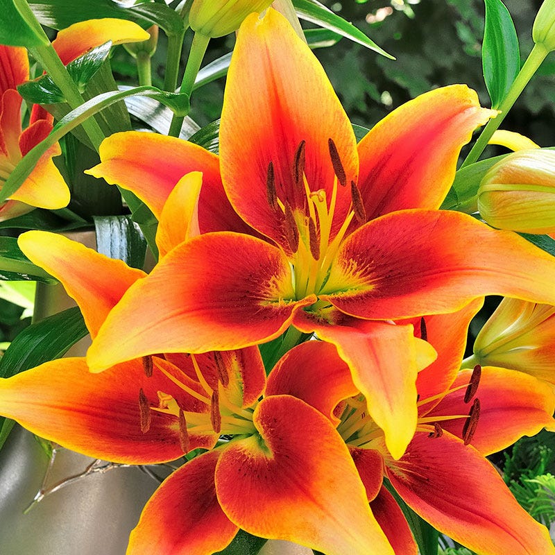 KaveriĀ® Oriental Asiatic Lily Bulbs