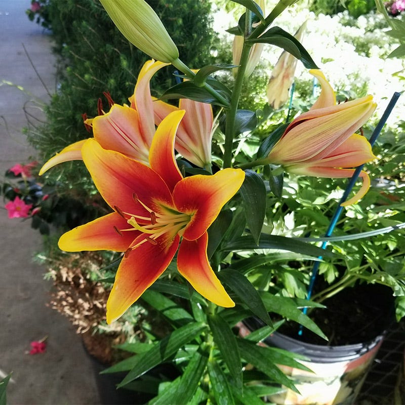 KaveriĀ® Oriental Asiatic Lily Bulbs - Image 2
