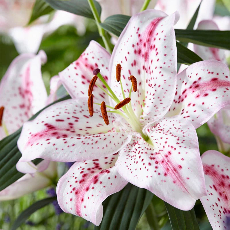 SolutionĀ® Oriental Lily Bulbs