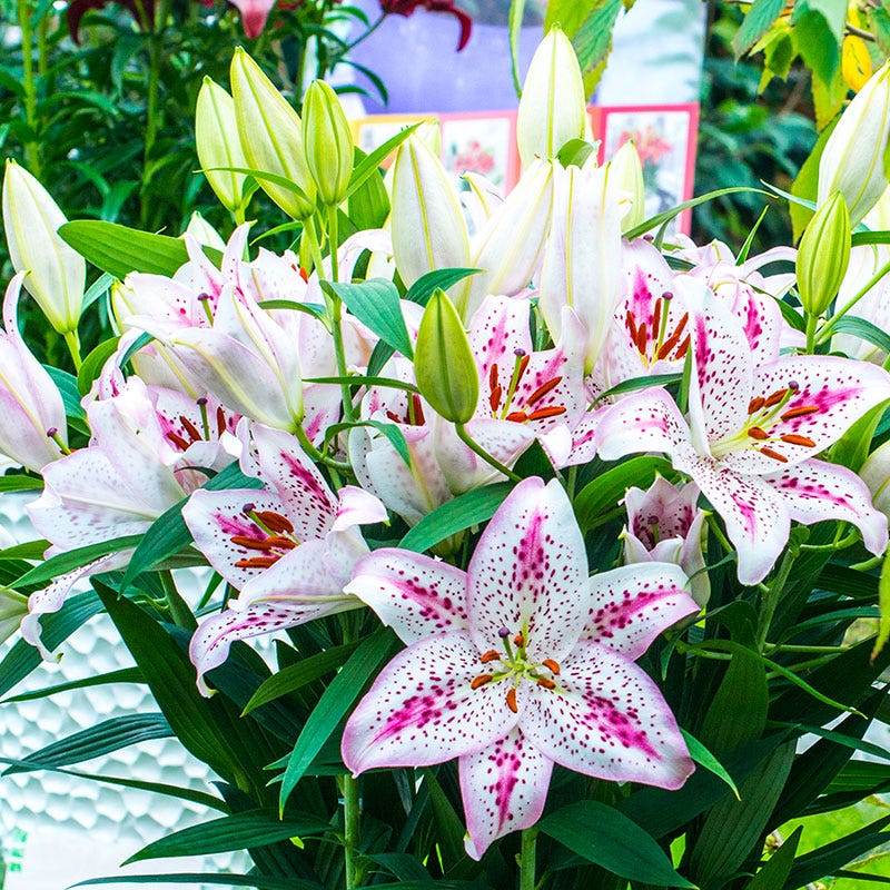 SolutionĀ® Oriental Lily Bulbs - Image 2