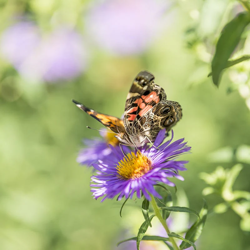 Painted Lady Butterfly Essentials Native Seed Packet Set - Image 4