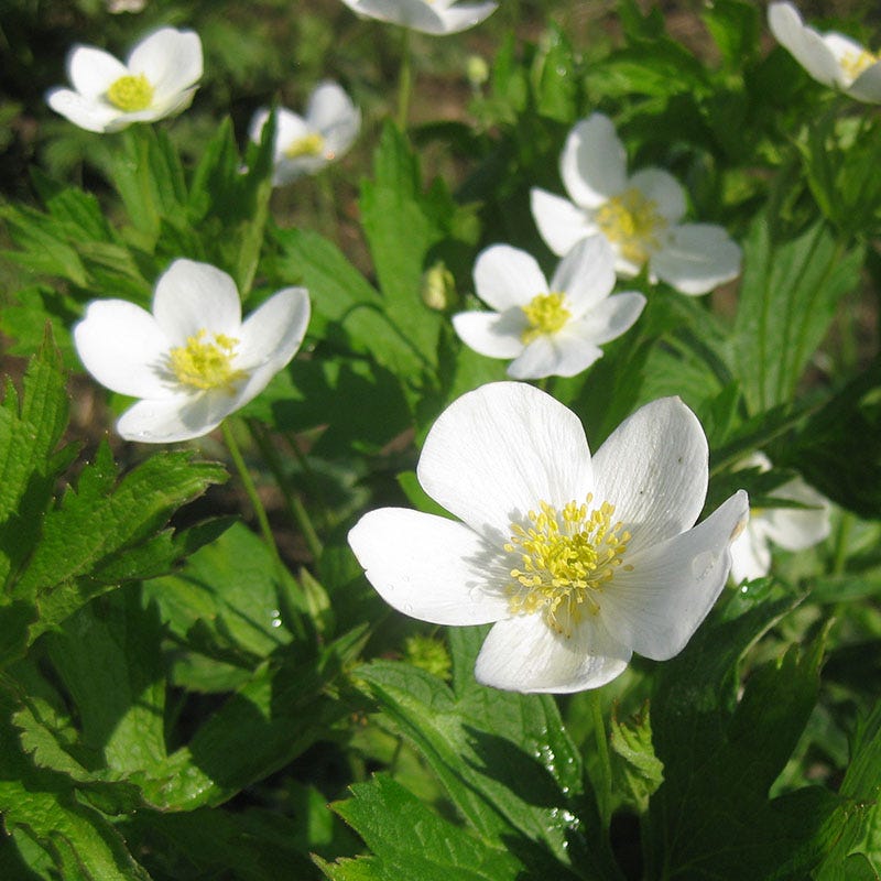 Meadow Anemone