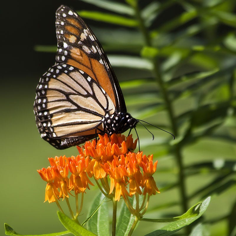 Monarch Butterfly Essentials Native Seed Packet Set - Image 5
