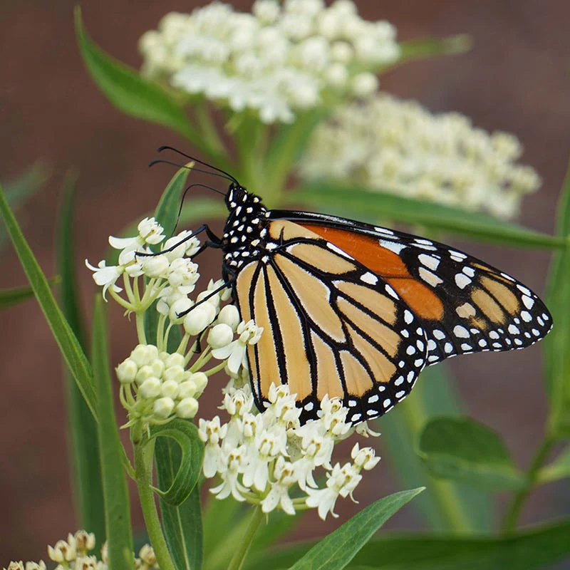 Ice Ballet Swamp Milkweed
