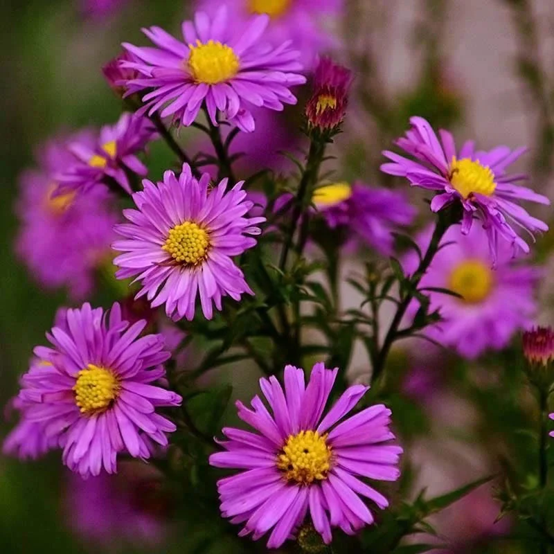 Autumn Color Booster Plant Collection - Image 3