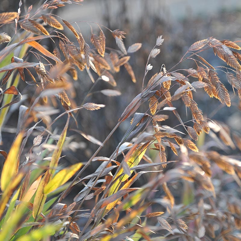 Autumnal Cottage Garden Plant Collection - Image 5