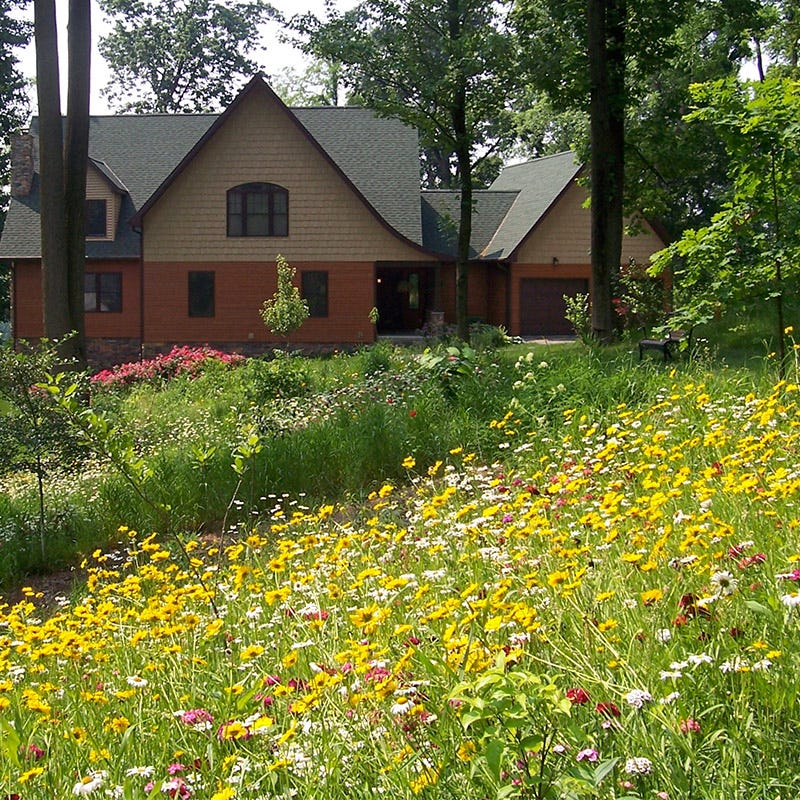 Perennial Beauty Wildflower Seed Mix - Image 2