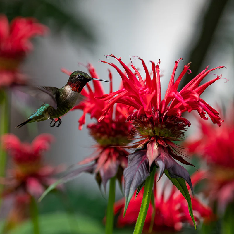 Panorama Red Bee Balm