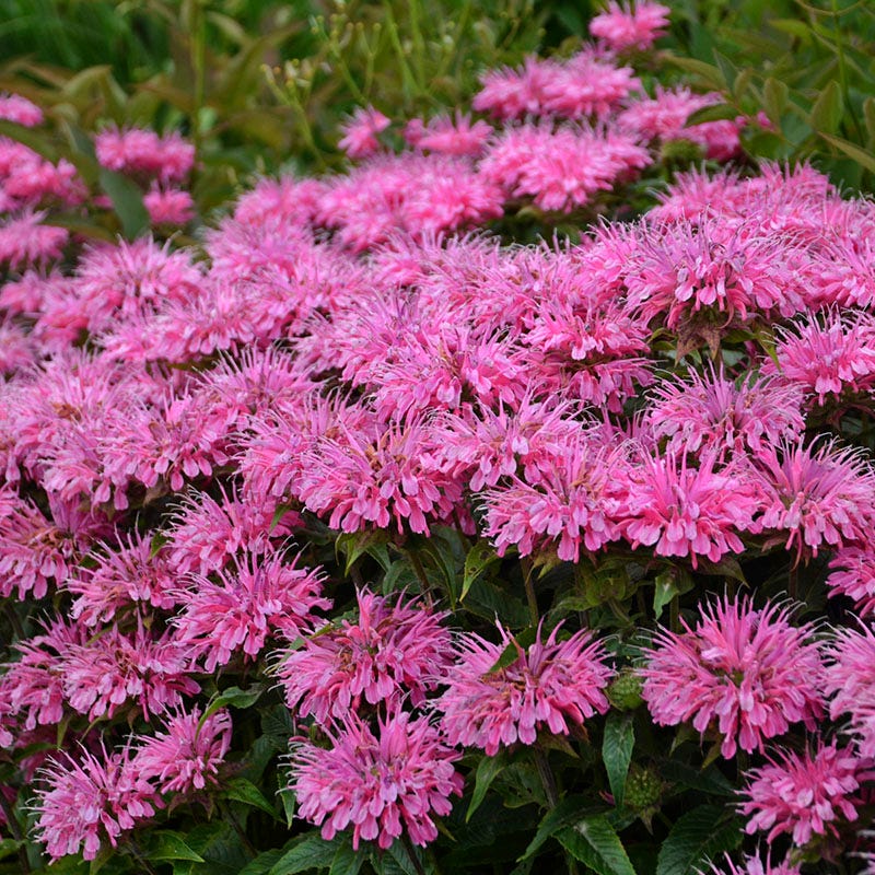 Sugar BuzzÂź Bubblegum Blast Bee Balm