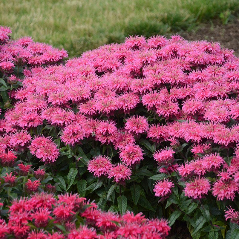 Sugar BuzzÂź Bubblegum Blast Bee Balm - Image 2