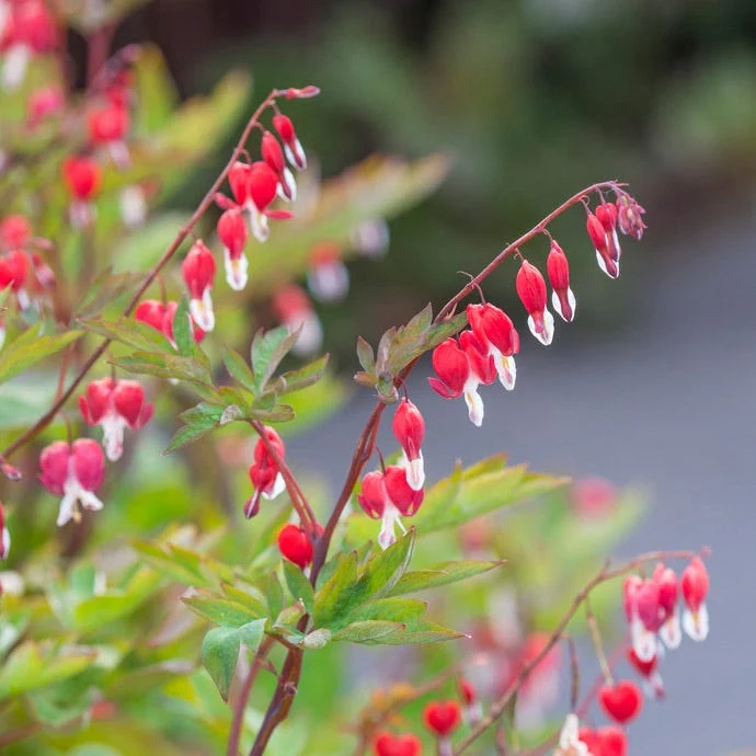 ValentineĀ® Bleeding Heart - Image 3