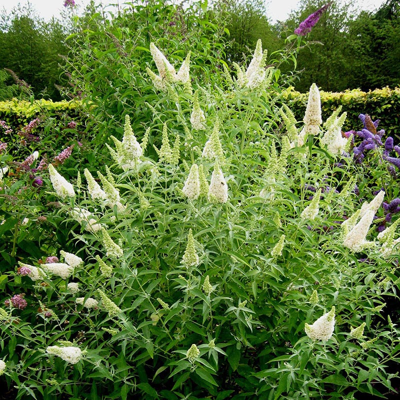Perennials and Bulbs On Sale