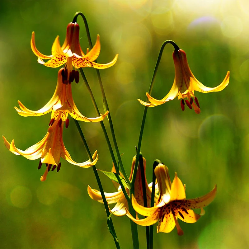 Canada Lily