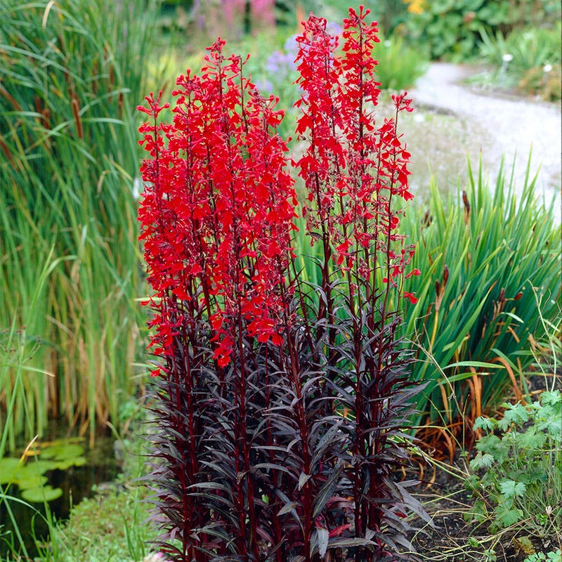 Queen Victoria Lobelia