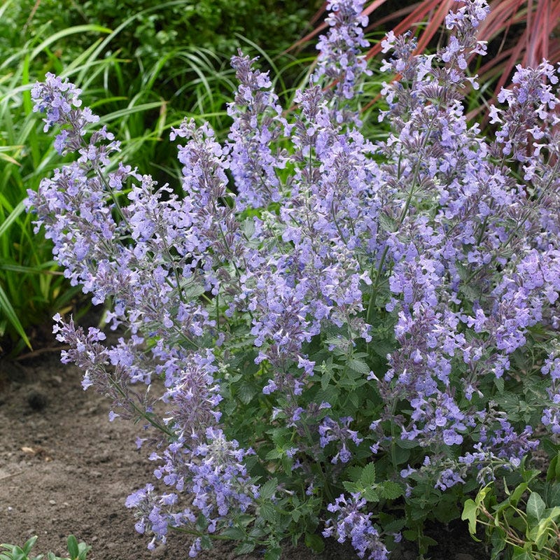 Junior Walker Nepeta