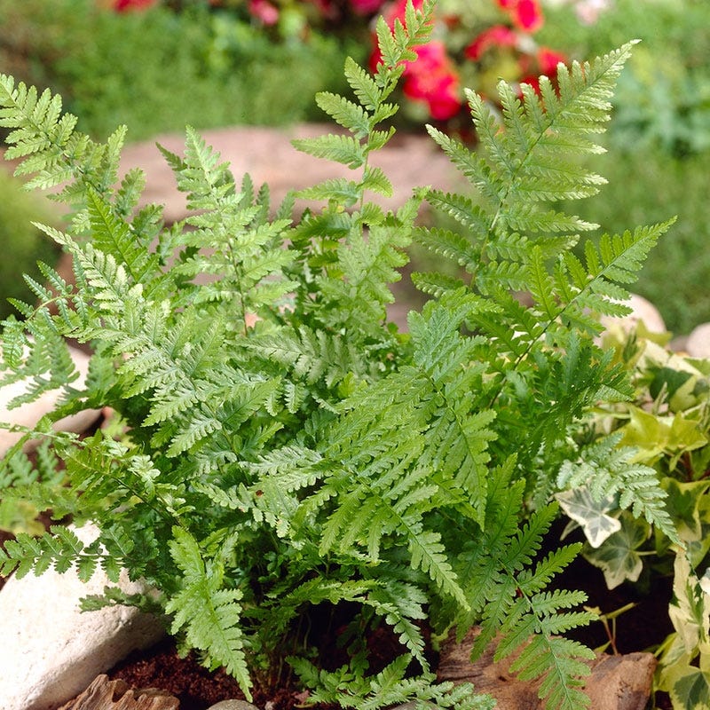 Cinnamon Fern
