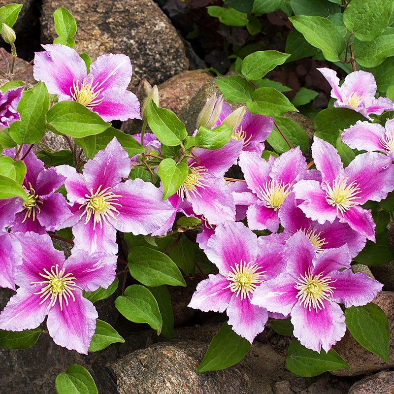 PiiluĀ® Clematis Vine - Image 3