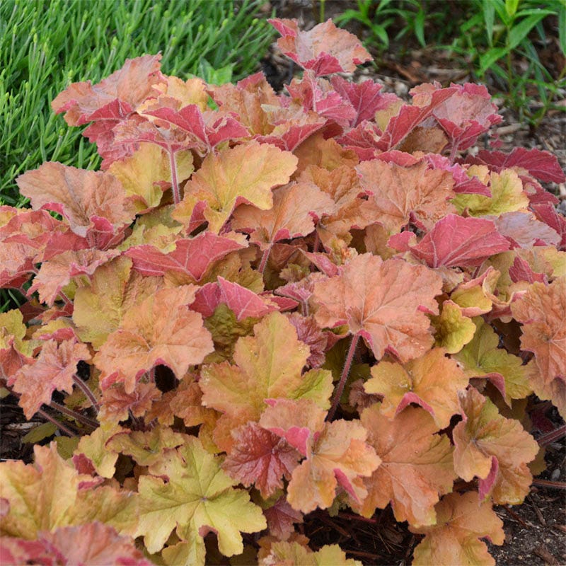 Vibrant Shade Low Grow Plant Collection - Image 4