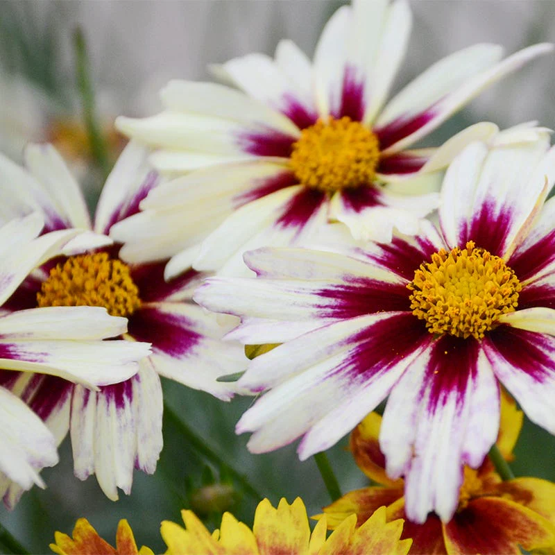 Li'l Bang⢠Starlight Coreopsis - Image 2
