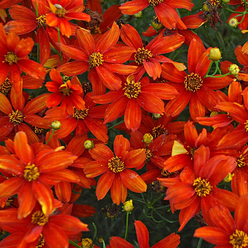Sizzle & SpiceĀ® Crazy Cayenne Coreopsis