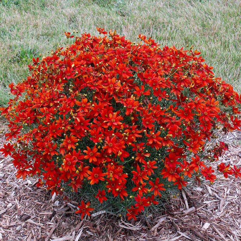 Sizzle & SpiceĀ® Crazy Cayenne Coreopsis - Image 2