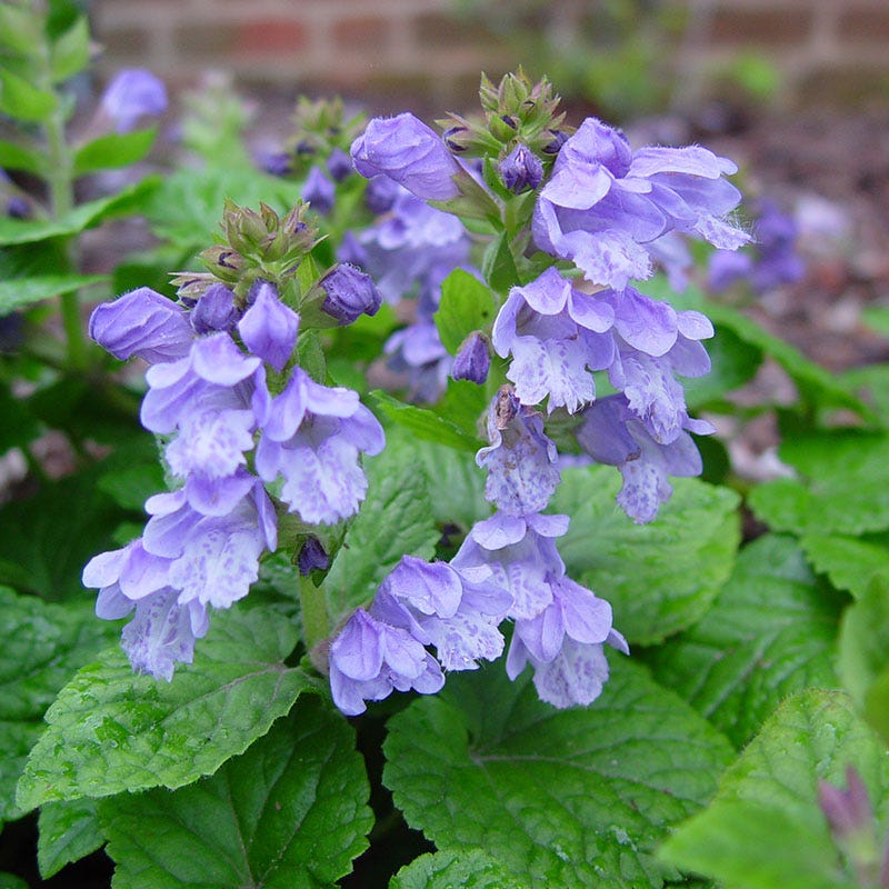 Creeping Mint