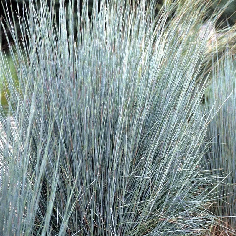 Rugged Beauty Curb Appeal Plant Collection - Image 3