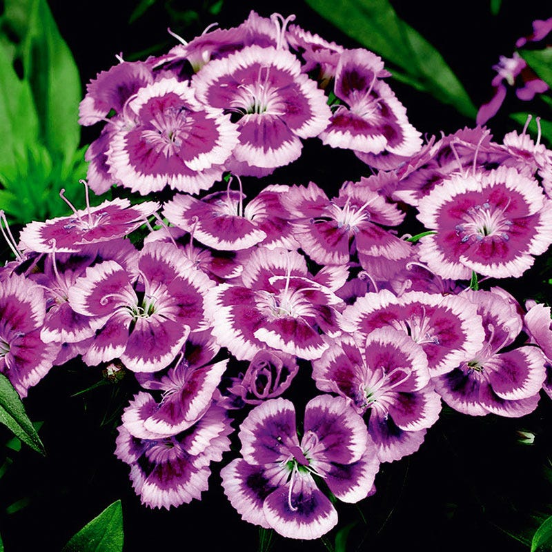 BarbariniĀ® Purple Picotee Dianthus