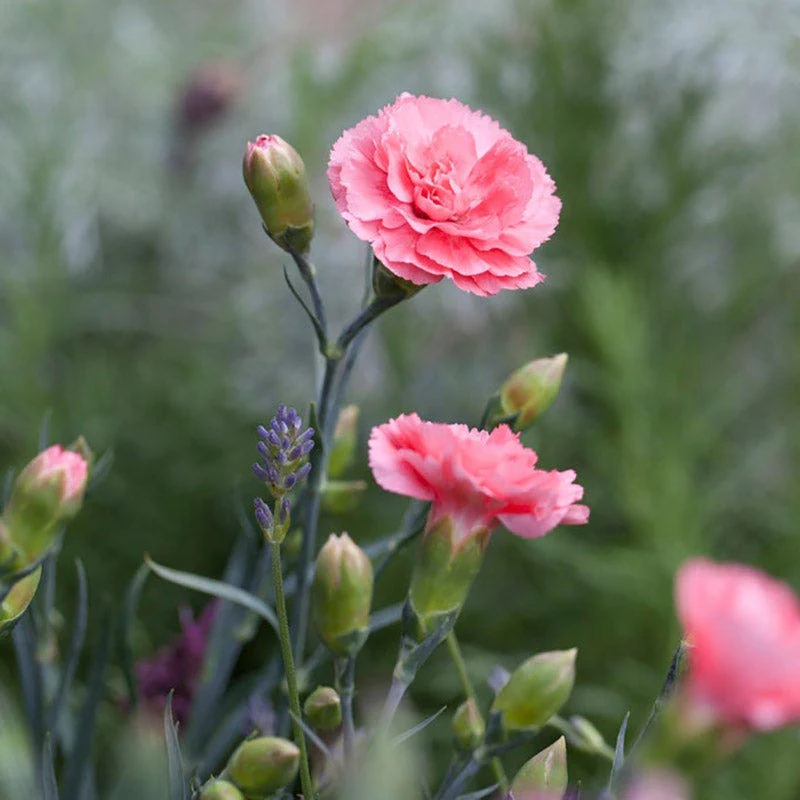 Scent FirstĀ® Romance Dianthus