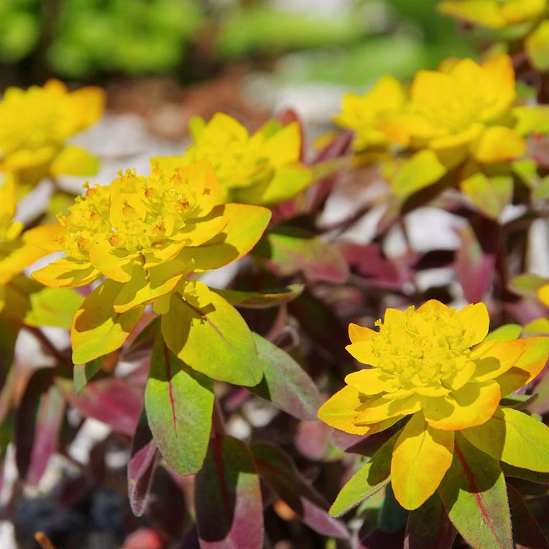Bonfire Euphorbia