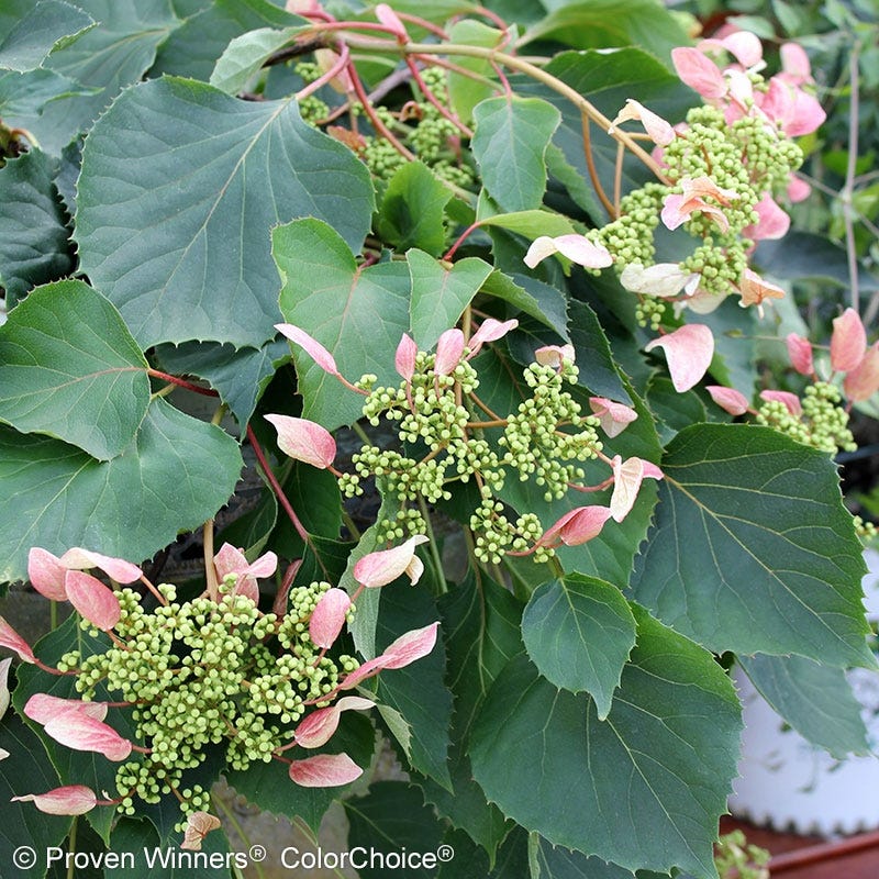 Rose SensationĀ® False Hydrangea Vine