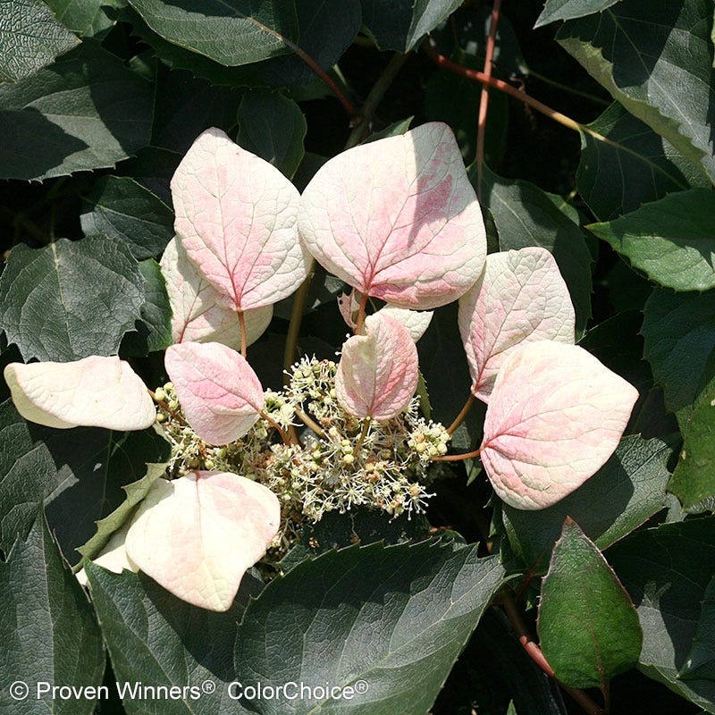 Rose SensationĀ® False Hydrangea Vine - Image 2