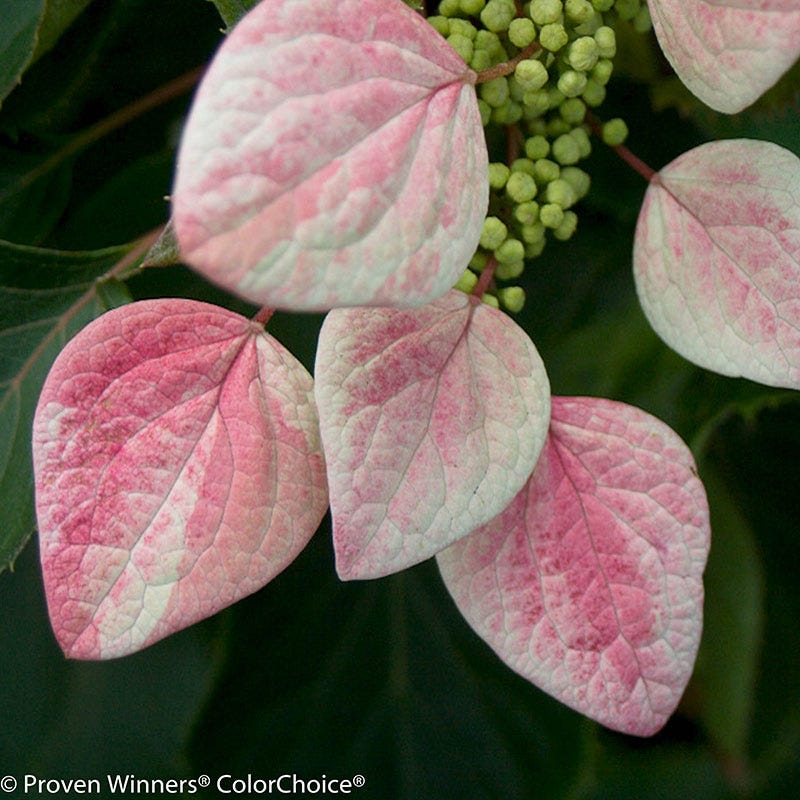 Rose SensationĀ® False Hydrangea Vine - Image 3