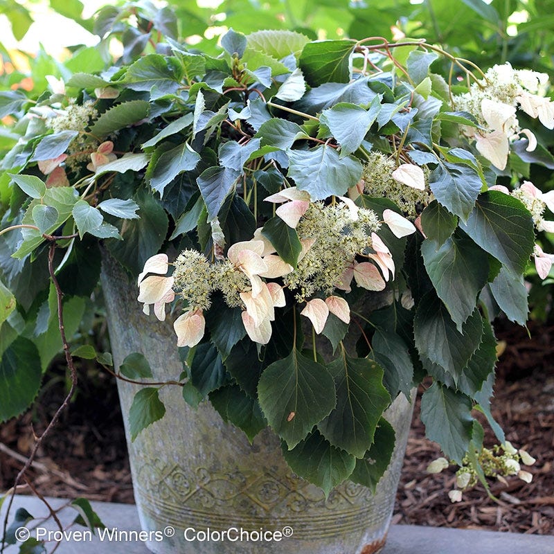 Rose SensationĀ® False Hydrangea Vine - Image 4