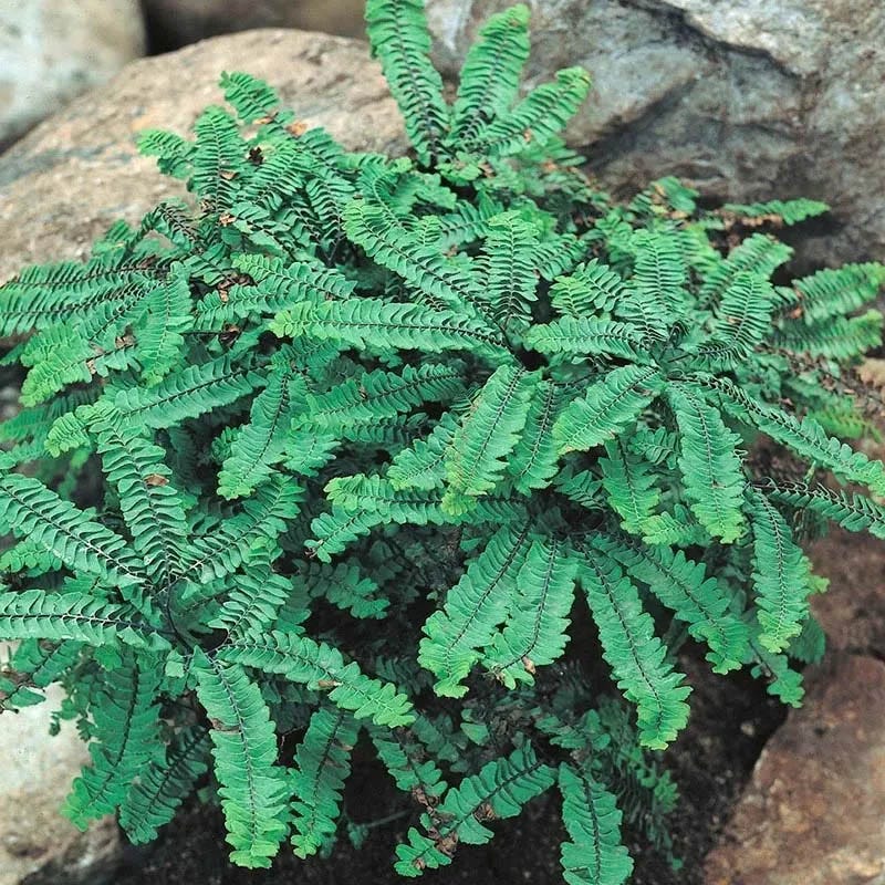 Shady Nook Fern Collection - Image 4