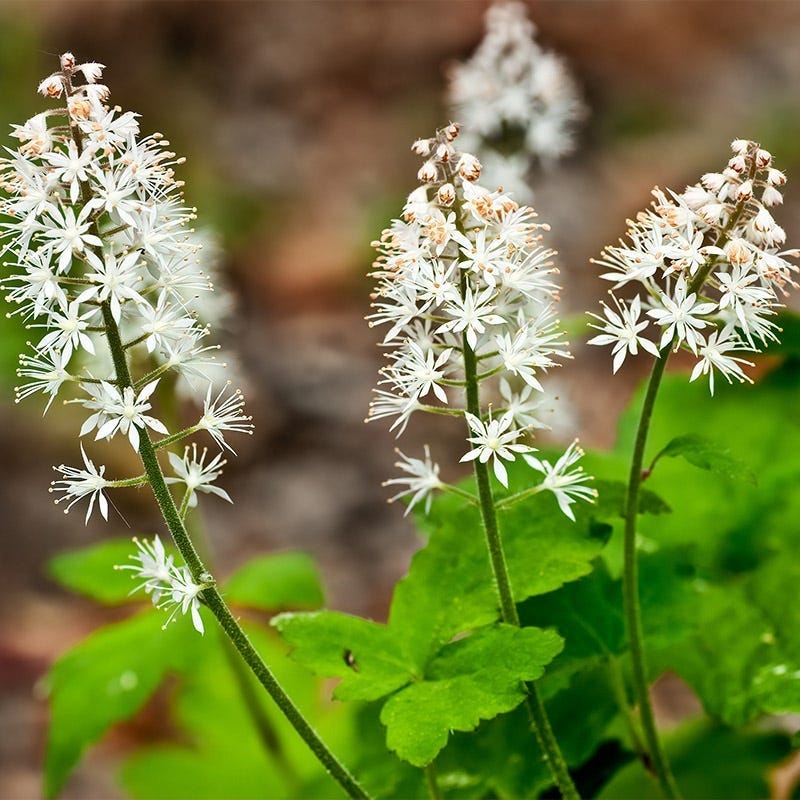 Woodland Wildflower Collection - Image 2