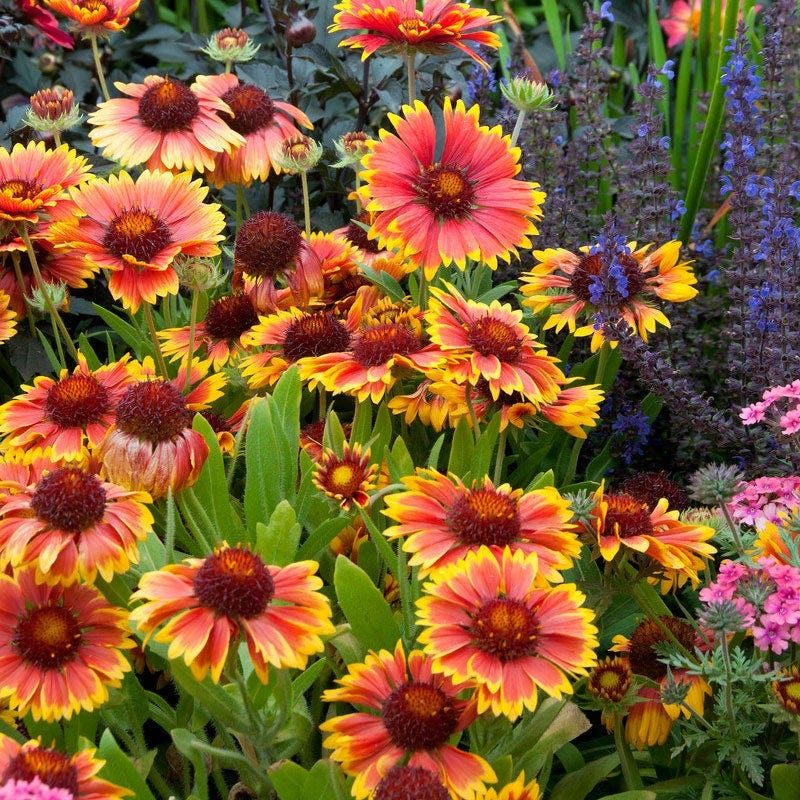 Goblin Gaillardia