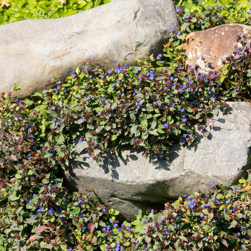 Hardy Plumbago