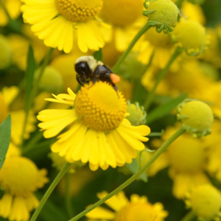 Helenium autumnale - Image 3