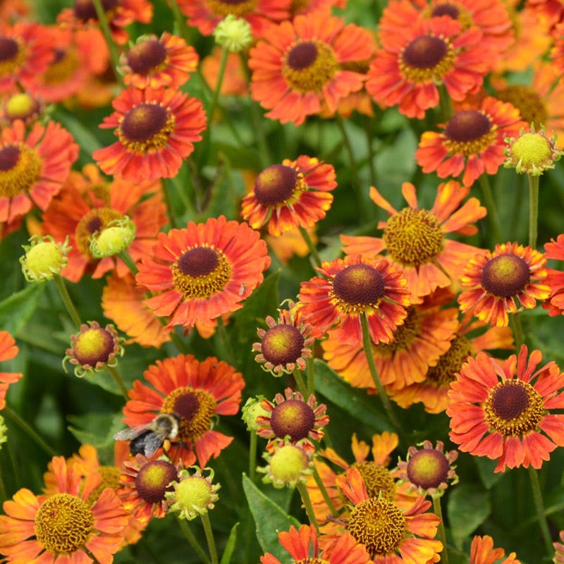 Mariachi⢠Salsa Helenium