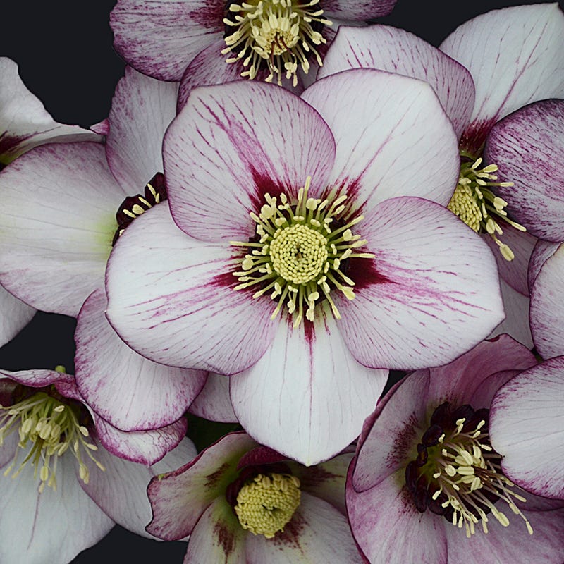 Honeymoon⢠French Kiss Helleborus