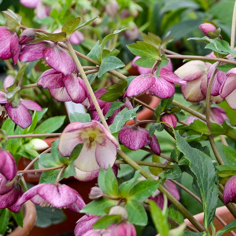 Honeymoon⢠French Kiss Helleborus - Image 2