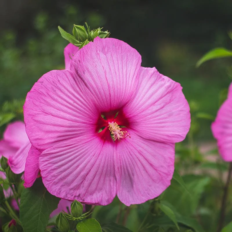 Luna⢠Rose Hibiscus